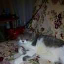 Подробнее об объявлении «Чехов Пропал кот» Фото: пропала кошка  «Чехов Пропал кот» в г. Чехов