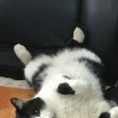 Подробнее об объявлении «Подольск Пропал кот» Фото: пропала кошка  «Подольск Пропал кот» в г. Подольск