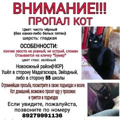 Подробнее об объявлении «Чебоксары Пропал кот чёрный, шерсть гладкая, кончик хвоста сл» Фото: пропала кошка  «Чебоксары Пропал кот чёрный, шерсть гладкая,...» в г. Чебоксары