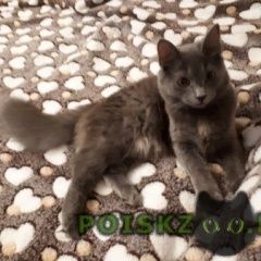 Подробнее об объявлении «Адлер Пропала кошка» Фото: пропала кошка  «Адлер Пропала кошка» в г. Адлер