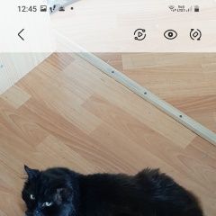 Подробнее об объявлении «Пропал кот убежал кот черный, пушистый Кохма» Фото: пропала кошка  «Пропал кот убежал кот черный, пушистый Кохма» в г. Кохма