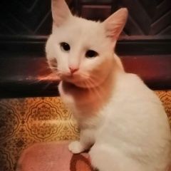 Подробнее об объявлении «Иваново Пропал кот» Фото: пропала кошка  «Иваново Пропал кот» в г. Иваново