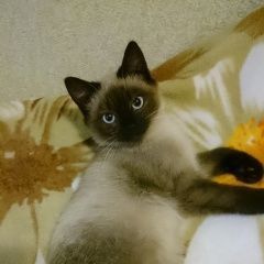 Подробнее об объявлении «Москва Пропал кот» Фото: пропала кошка Сиамская «Москва Пропал кот» в г. Москва