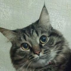 Подробнее об объявлении «Пропал кот Оренбург» Фото: пропала кошка  «Пропал кот Оренбург» в г. Оренбург