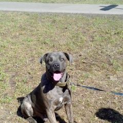 Подробнее об объявлении «Пропал кот мальчик кане корса Москва» Фото: пропала кошка Кане-корсо «Пропал кот мальчик кане корса Москва» в г. Москва