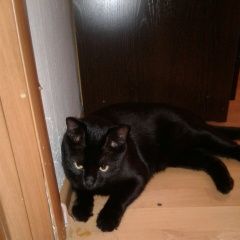 Подробнее об объявлении «Пропал кот. Кемерово» Фото: пропала кошка  «Пропал кот. Кемерово» в г. Кемерово