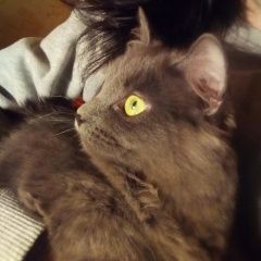 Подробнее об объявлении «Пропала кошка Москва» Фото: пропала кошка  «Пропала кошка Москва» в г. Москва