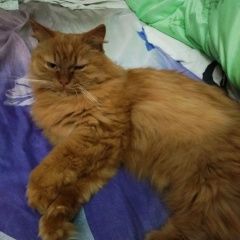 Подробнее об объявлении «Пропал кот Смоленск» Фото: пропала кошка  «Пропал кот Смоленск» в г. Смоленск