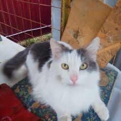 Подробнее об объявлении «Пропал кот   Москва» Фото: пропала кошка  «Пропал кот   Москва» в г. Москва