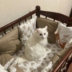 Подробнее об объявлении «Пропала кошка белая Ижевск» Фото: пропала кошка  «Пропала кошка белая Ижевск» в г. Ижевск
