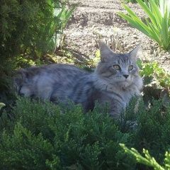 Подробнее об объявлении «Пропал кот. Смоленск» Фото: пропала кошка Мейн-кун «Пропал кот. Смоленск» в г. Смоленск