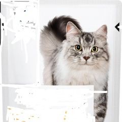 Подробнее об объявлении «Пропала кошка мымра Зеленоград» Фото: пропала кошка  «Пропала кошка мымра Зеленоград» в г. Зеленоград