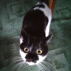 Подробнее об объявлении «Пропала кошка Москва» Фото: пропала кошка  «Пропала кошка Москва» в г. Москва