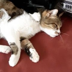 Подробнее об объявлении «Пропал кот, кличка кекс Краснодар» Фото: пропала кошка  «Пропал кот, кличка кекс Краснодар» в г. Краснодар