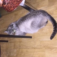 Подробнее об объявлении «Пропала кошка Москва» Фото: пропала кошка  «Пропала кошка Москва» в г. Москва