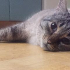 Подробнее об объявлении «Пропала кошка Москва» Фото: пропала кошка  «Пропала кошка Москва» в г. Москва