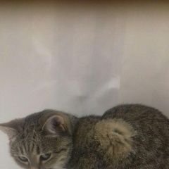 Подробнее об объявлении «Казань Пропала кошка кличка фрося» Фото: пропала кошка  «Казань Пропала кошка кличка фрося» в г. Казань