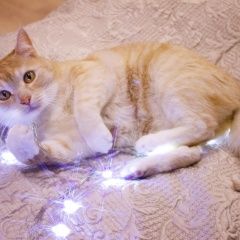 Подробнее об объявлении «Пропал кот  Москва» Фото: пропала кошка  «Пропал кот  Москва» в г. Москва