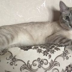 Подробнее об объявлении «Пропала кошка Москва» Фото: пропала кошка  «Пропала кошка Москва» в г. Москва