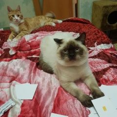 Подробнее об объявлении «Хабаровск Пропал кот» Фото: пропала кошка Британская короткошерстная «Хабаровск Пропал кот» в г. Хабаровск