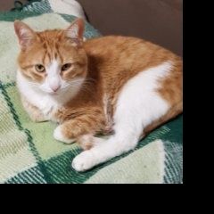 Подробнее об объявлении «Пропал кот 19, 01, 2019 в районе метро коломенская, у Москва» Фото: пропала кошка  «Пропал кот 19, 01, 2019 в районе метро...» в г. Москва