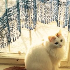 Подробнее об объявлении «Пропала кошка Москва» Фото: пропала кошка  «Пропала кошка Москва» в г. Москва