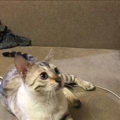 Подробнее об объявлении «Пропал кот 22 января Москва» Фото: пропала кошка Бенгальская «Пропал кот 22 января Москва» в г. Москва