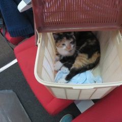 Подробнее об объявлении «Подольск Пропала кошка» Фото: пропала кошка  «Подольск Пропала кошка» в г. Подольск