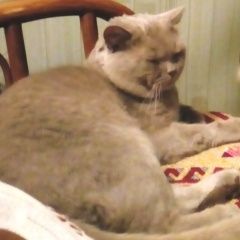 Подробнее об объявлении «Пропал кот серый британский кот Оренбург» Фото: пропала кошка Британская короткошерстная «Пропал кот серый британский кот Оренбург» в г. Оренбург