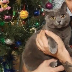Подробнее об объявлении «Пропала кошка Обнинск» Фото: пропала кошка Британская короткошерстная «Пропала кошка Обнинск» в г. Обнинск