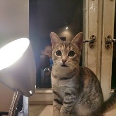 Подробнее об объявлении «Пропала кошка Москва» Фото: пропала кошка  «Пропала кошка Москва» в г. Москва