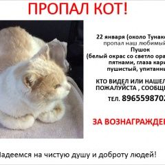 Подробнее об объявлении «Пропал кот ул. тунакова Казань» Фото: пропала кошка  «Пропал кот ул. тунакова Казань» в г. Казань