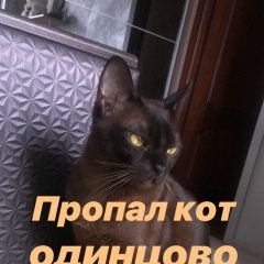 Подробнее об объявлении «Пропал кот Одинцово» Фото: пропала кошка Бурма «Пропал кот Одинцово» в г. Одинцово
