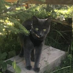 Подробнее об объявлении «Пропала кошка Всеволожск» Фото: пропала кошка  «Пропала кошка Всеволожск» в г. Всеволожск