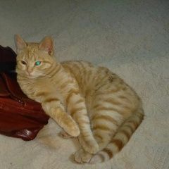 Подробнее об объявлении «Пропал кот рыжий кот (8 месяцев) Руза» Фото: пропала кошка  «Пропал кот рыжий кот (8 месяцев) Руза» в г. Руза