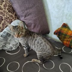 Подробнее об объявлении «Севастополь Пропал кот..» Фото: пропала кошка  «Севастополь Пропал кот..» в г. Севастополь