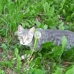 Подробнее об объявлении «Пропала кошка месяцев Москва» Фото: пропала кошка  «Пропала кошка месяцев Москва» в г. Москва