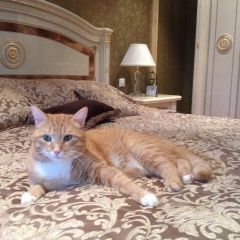 Подробнее об объявлении «Подольск Пропал кот» Фото: пропала кошка  «Подольск Пропал кот» в г. Подольск