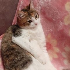 Подробнее об объявлении «Пропала кошка в снт изумруд Белоярский (Свердловская обл.)» Фото: пропала кошка  «Пропала кошка в снт изумруд Белоярский...» в г. Белоярский (Свердловская обл.)