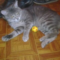 Подробнее об объявлении «Пропал кот Москва» Фото: пропала кошка  «Пропал кот Москва» в г. Москва