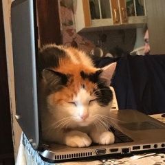 Подробнее об объявлении «Пропала кошка Сходня» Фото: пропала кошка  «Пропала кошка Сходня» в г. Сходня