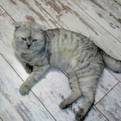 Подробнее об объявлении «Пропал кот вислоухий, светло-серый кот. Ростов-на-Дону» Фото: пропала кошка  «Пропал кот вислоухий, светло-серый кот....» в г. Ростов-на-Дону