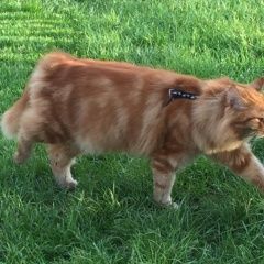 Подробнее об объявлении «Чехов Пропал кот» Фото: пропала кошка Мейн-кун «Чехов Пропал кот» в г. Чехов