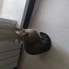Подробнее об объявлении «Пропала кошка Рязань» Фото: пропала кошка  «Пропала кошка Рязань» в г. Рязань
