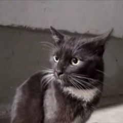 Подробнее об объявлении «Пропал кот Климовск» Фото: пропала кошка  «Пропал кот Климовск» в г. Климовск