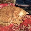 Подробнее об объявлении «Пропал кот Воскресенск» Фото: пропала кошка  «Пропал кот Воскресенск» в г. Воскресенск