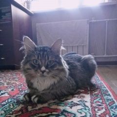 Подробнее об объявлении «Курск Пропал кот» Фото: пропала кошка Сибирская кошка «Курск Пропал кот» в г. Курск