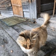 Подробнее об объявлении «Пропала кошка Тюмень» Фото: пропала кошка  «Пропала кошка Тюмень» в г. Тюмень