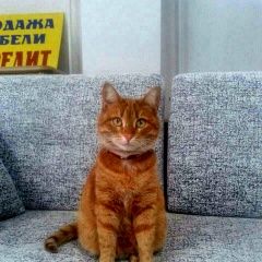Подробнее об объявлении «Саратов Пропала кошка рыжая с красным ошейником» Фото: пропала кошка  «Саратов Пропала кошка рыжая с красным ошейником» в г. Саратов
