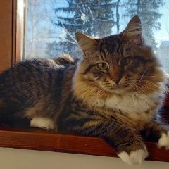 Подробнее об объявлении «Пропал кот Сходня» Фото: пропала кошка Сибирская кошка «Пропал кот Сходня» в г. Сходня